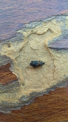 Otiorhynchini