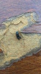 Otiorhynchini