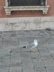 Larus michahellis