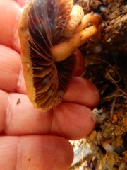 Crepidotus eucalyptorum