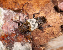 Pogonocherus hispidulus