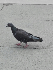 Columba livia domestica