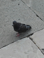 Columba livia domestica