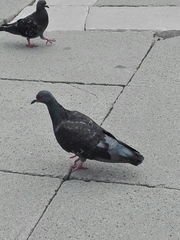 Columba livia domestica