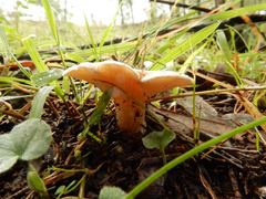 Leucopaxillus eucalyptorum