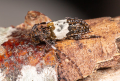 Pogonocherus hispidulus