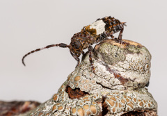 Pogonocherus hispidulus
