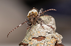 Pogonocherus hispidulus