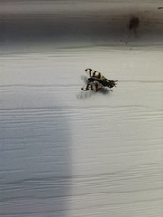 Ceroxys urticae