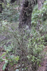 Carmichaelia australis