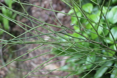 Carmichaelia australis