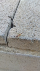 Zelus renardii