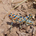 Spur-throated Grasshoppers - Photo (c) ellen hildebrandt, some rights reserved (CC BY-NC), uploaded by ellen hildebrandt