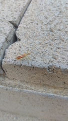 Zelus renardii