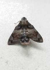 Macroglossum pyrrhosticta