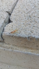 Zelus renardii