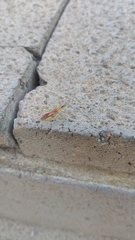 Zelus renardii