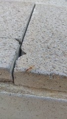 Zelus renardii