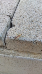 Zelus renardii
