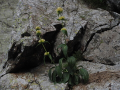Gentiana burseri villarsii