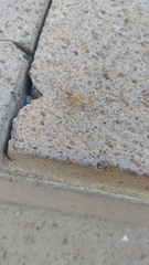 Zelus renardii