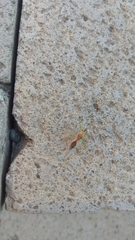 Zelus renardii