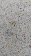 Zelus renardii