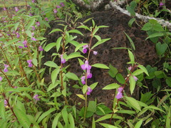 Impatiens rosea