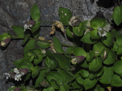 Silene cordifolia