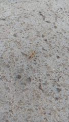 Zelus renardii