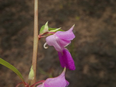 Impatiens rosea