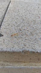 Zelus renardii