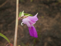 Impatiens rosea