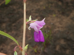 Impatiens rosea