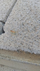 Zelus renardii