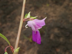 Impatiens rosea