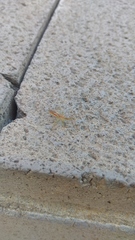 Zelus renardii