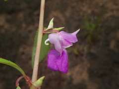 Impatiens rosea