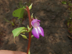 Impatiens rosea