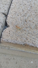 Zelus renardii
