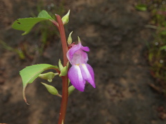 Impatiens rosea
