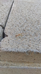 Zelus renardii