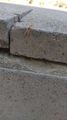 Zelus renardii