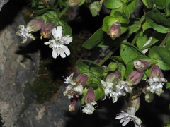 Silene cordifolia