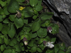 Silene cordifolia