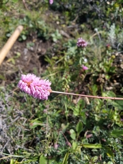 Bistorta macrophylla