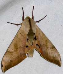 Pseudoclanis postica