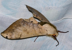 Pseudoclanis postica