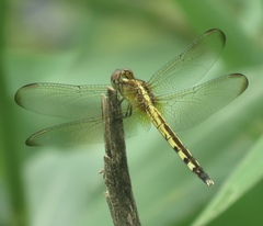 Erythrodiplax umbrata