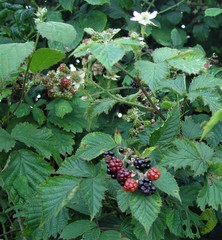 Rubus nemoralis